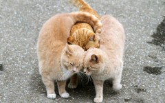 Desktop wallpaper. Cats. ID:62492