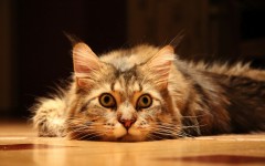 Desktop wallpaper. Cats. ID:62506