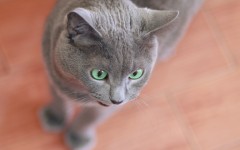 Desktop wallpaper. Cats. ID:62509