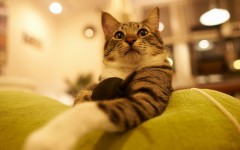 Desktop wallpaper. Cats. ID:62510