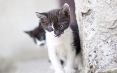 Desktop wallpaper. Cats. ID:62527