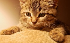 Desktop wallpaper. Cats. ID:62563