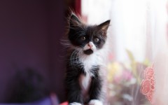 Desktop image. Cats. ID:62564