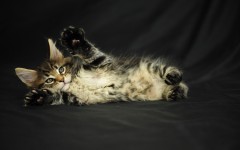 Desktop image. Cats. ID:62565