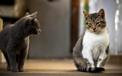 Desktop wallpaper. Cats. ID:62587