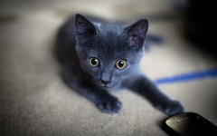 Desktop wallpaper. Cats. ID:62594