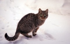 Desktop wallpaper. Cats. ID:62600