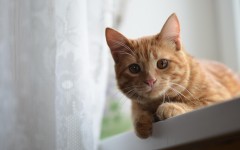 Desktop wallpaper. Cats. ID:62644