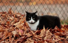 Desktop wallpaper. Cats. ID:62653