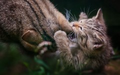 Desktop wallpaper. Cats. ID:62663