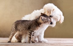 Desktop wallpaper. Cats. ID:62667