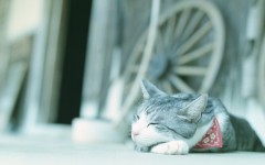 Desktop wallpaper. Cats. ID:62696