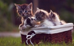 Desktop wallpaper. Cats. ID:62697