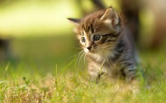 Desktop wallpaper. Cats. ID:62751