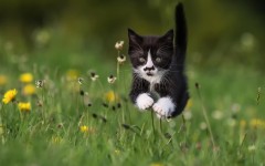 Desktop wallpaper. Cats. ID:62760