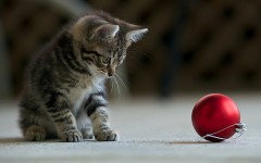 Desktop wallpaper. Cats. ID:62774