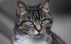 Desktop wallpaper. Cats. ID:62775