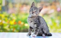 Desktop image. Cats. ID:62785