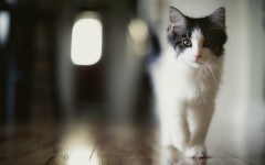 Desktop image. Cats. ID:62791
