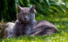 Desktop image. Cats. ID:62847