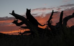 Desktop image. Cats. ID:62866
