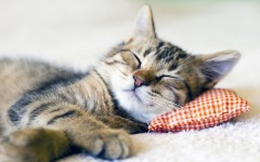 Desktop image. Cats. ID:62881