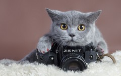 Desktop image. Cats. ID:62883