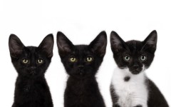 Desktop image. Cats. ID:62891