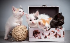Desktop image. Cats. ID:62893