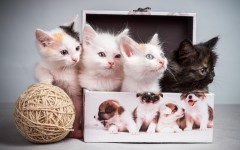 Desktop image. Cats. ID:62894