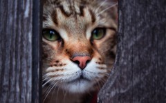 Desktop image. Cats. ID:62911