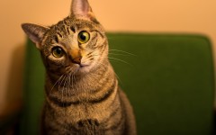 Desktop image. Cats. ID:62942