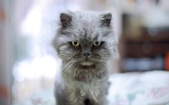 Desktop image. Cats. ID:62962
