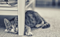 Desktop image. Cats. ID:62968