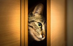 Desktop image. Cats. ID:62997