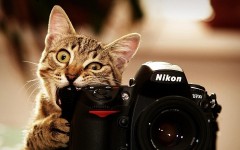 Desktop wallpaper. Cats. ID:63025