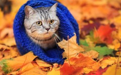 Desktop wallpaper. Cats. ID:63026