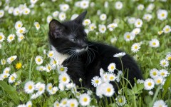 Desktop wallpaper. Cats. ID:63042