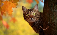 Desktop wallpaper. Cats. ID:63072