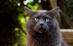 Desktop wallpaper. Cats. ID:63079