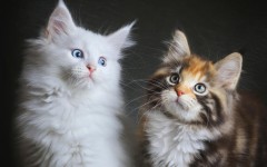 Desktop wallpaper. Cats. ID:63085