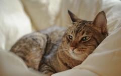 Desktop wallpaper. Cats. ID:63144