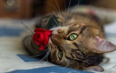 Desktop wallpaper. Cats. ID:63150