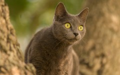 Desktop wallpaper. Cats. ID:63164