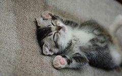 Desktop wallpaper. Cats. ID:63193