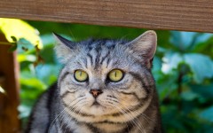 Desktop wallpaper. Cats. ID:63220