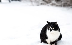 Desktop wallpaper. Cats. ID:63225