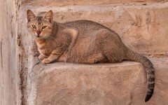 Desktop wallpaper. Cats. ID:63226