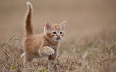 Desktop wallpaper. Cats. ID:63242