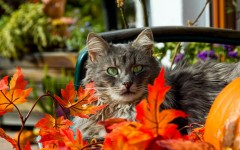 Desktop wallpaper. Cats. ID:63245
